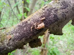 Rosellinia corticium thumbnail 2