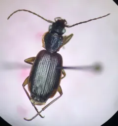 Cymindis cribricollis thumbnail 3