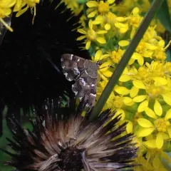 Spotted Beet Webworm Moth thumbnail 4