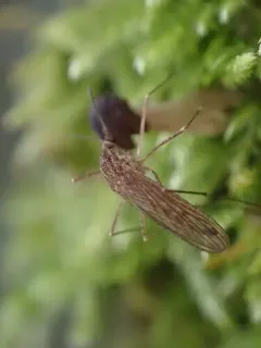 Winter Marsh Mosquito thumbnail 3