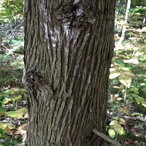 northern whitecedar