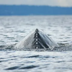 Grey Whale thumbnail 4