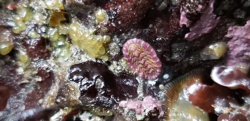 Flame Lined Chiton