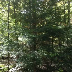 eastern hemlock thumbnail 3