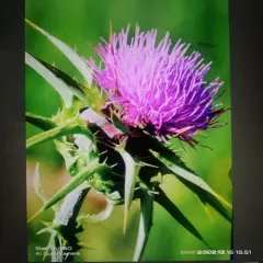 milk thistle thumbnail 4