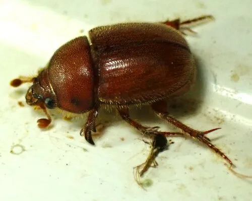 Xenochodaeus americanus