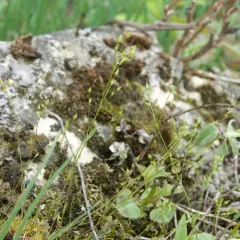 rock sandwort thumbnail 3