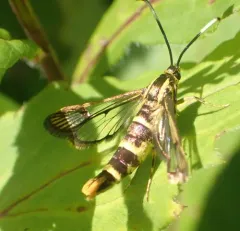 Ironweed Clearwing Moth thumbnail 2
