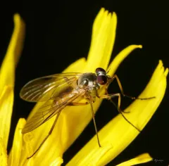Small Fleck-winged Snipefly thumbnail 2