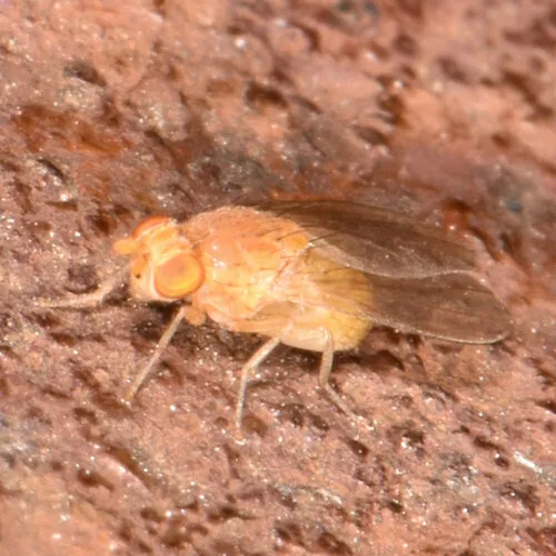 Poecilominettia puncticeps