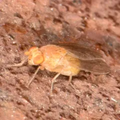 Poecilominettia puncticeps thumbnail 1