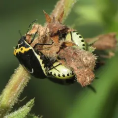 Hedge Nettle Stink Bug thumbnail 4