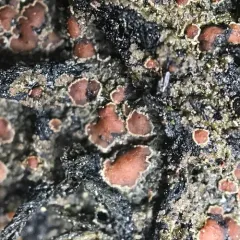 Brown-gray Moss-shingle Lichen thumbnail 2