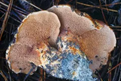 Sarcodon indurescens thumbnail 3