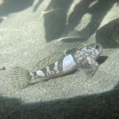 Mosshead Sculpin thumbnail 2