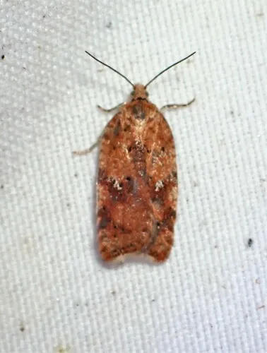 Acleris stadiana