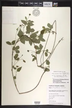 Enslen's dewberry thumbnail 2
