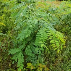 black locust thumbnail 3