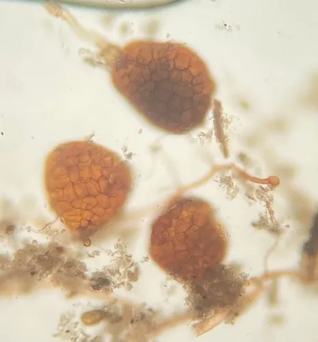 Imbribryum subapiculatum