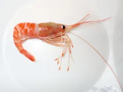 Atlantopandalus propinqvus thumbnail 2