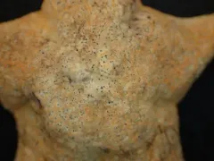 Poraniomorpha tumida thumbnail 2