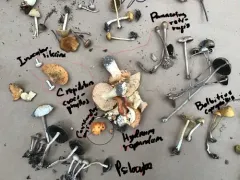 Bolbitius coprophilus thumbnail 1