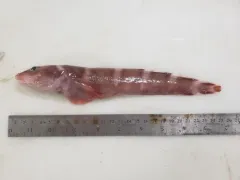 Lütken's eelpout thumbnail 3