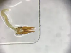 Ampedus vitiosus thumbnail 1