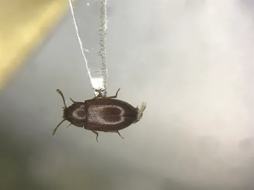 Pisenus humeralis