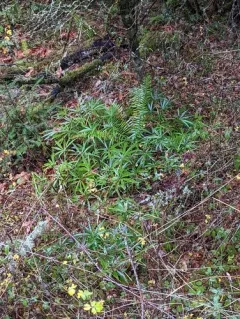 Stinking hellebore thumbnail 3