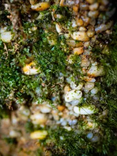 Appalachian shoestring fern thumbnail 2