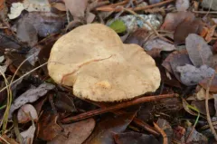 Lactarius pallidiolivaceus thumbnail 1