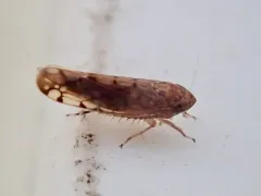 Osbornellus borealis thumbnail 2