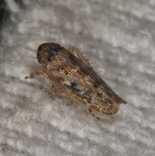 Euscelidius variegatus