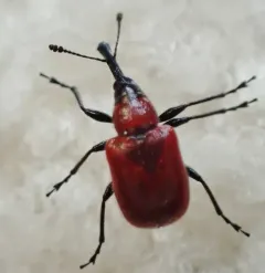 Western Rose Curculio thumbnail 2