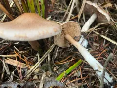 Cortinarius nettieae thumbnail 2