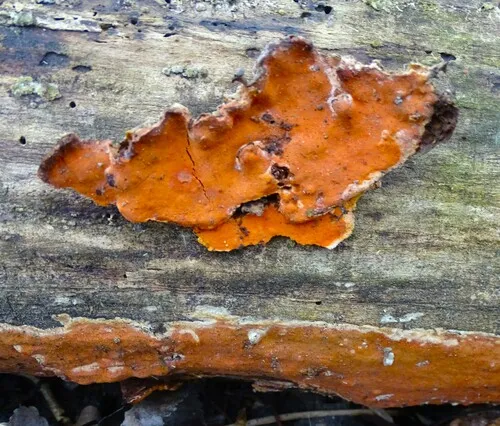 Ceriporia spissa