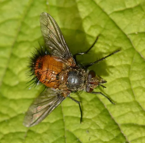 Protodejeania echinata