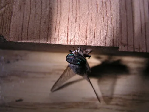 Tabanus similis