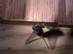 Tabanus similis thumbnail 1