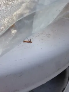 Cherry Leaf-cone Caterpillar Moth thumbnail 2