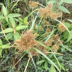 Fragrant flatsedge thumbnail 1