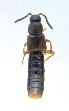 Philhygra proterminalis thumbnail 2