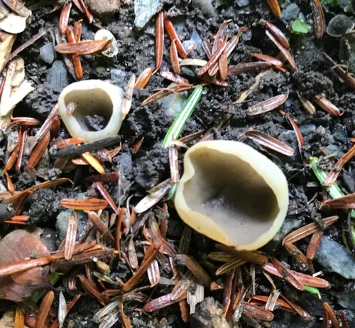 Yellowing cup