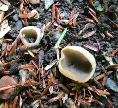 Yellowing cup thumbnail 1
