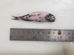 Spotted Lanternfish thumbnail 4