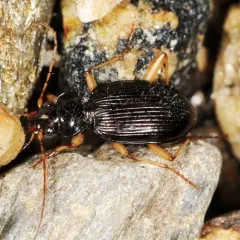 Pale-legged Gazelle Beetle thumbnail 4
