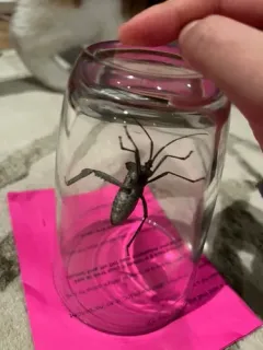 Giant leaf-footed bug thumbnail 4