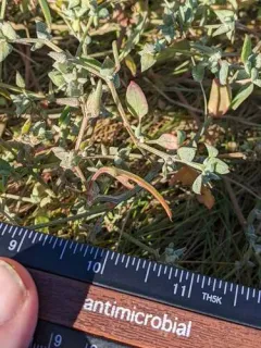 Maritime Saltbush thumbnail 4