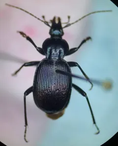 Canada Snail-eating Beetle thumbnail 2